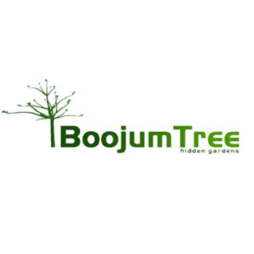 Boojum Tree